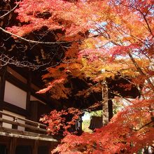 本堂横のモミジ