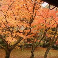 本堂渡り廊下からのモミジ
