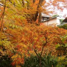 葉っぱの細いモミジもあります