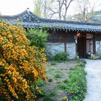 エントランスには綺麗な山吹(?)が咲いていました。