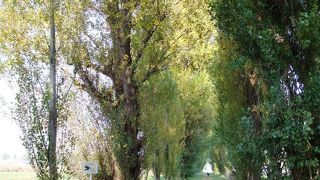 秋のポプラ並木