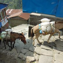 ろばが荷物をはこんでいます
