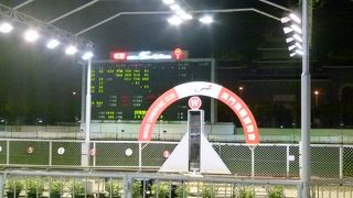 ワンちゃん、ファィト！