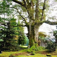 樹齢 1,500年の大欅
