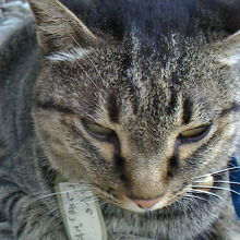 屋形船【さこや】さんの招き猫　「しま君」　すごくおとなしくて