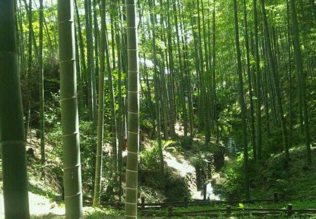 嵐山 竹林の小径