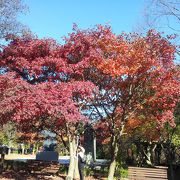 秋には紅葉がきれいです