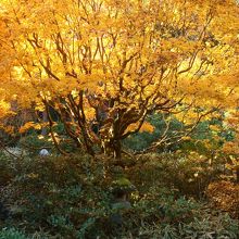 お茶室から眺める黄葉