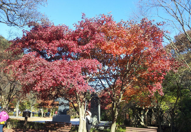 秋には紅葉がきれいです