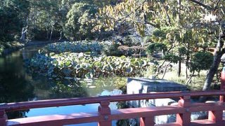 蓮の花の時期に見に来たいものです。