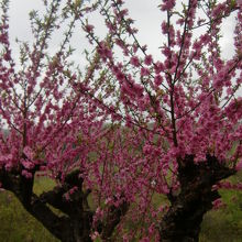 これがハナモモでしょうか？