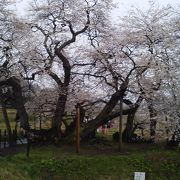 この桜、一躍有名に！！