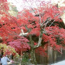 本堂と紅葉