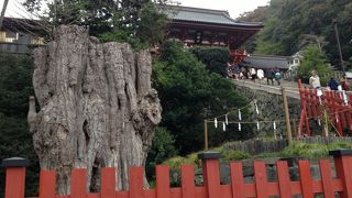 頑張れ大イチョウ