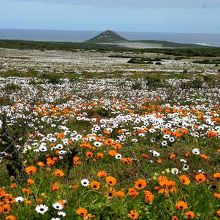 公園の最奥にあるポストベルグのワイルドフラワー