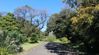 植物学の教育・研究を目的とする施設。花は多くないのですが、巨木林や日本庭園が素敵です。