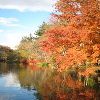 近隣の雲場池の紅葉です。赤や黄色に色付いた木々がとてもきれい