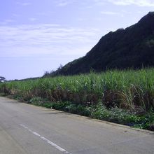 実際、さとうきび畑の中にあります。