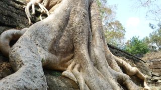 自然に徐々に浸食されていく遺跡