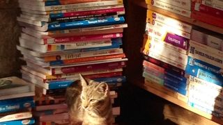 古本ばかりでもない