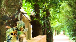 備瀬のフクギ並木はレンタサイクルで