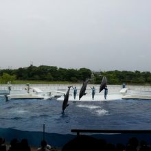 イルカショー