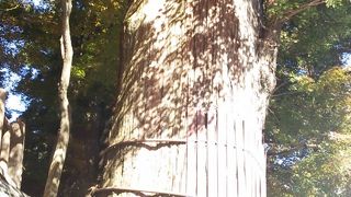 日光の杉のシンボル