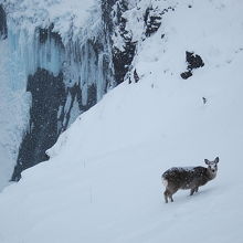 フレペの滝とエゾシカ