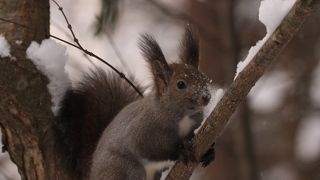 リスが見れる公園！