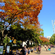 黄葉の横浜公園