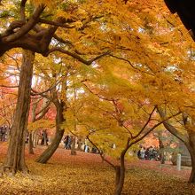 境内の黄色いモミジ