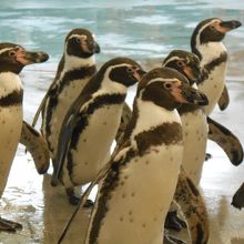 目の前をペンギンが通過