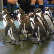 先頭を歩くリーダーペンギンに後方のペンギンはついていきます