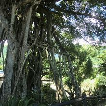 この大きさ！　ぜひ近くで見てください！！