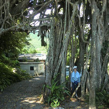 ガジュマルの間が通路になっていて、通り抜けることができます。