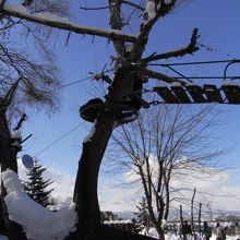 レッサーパンダは橋のたもとでお休み中。