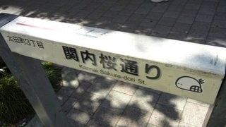 八重桜が美しい