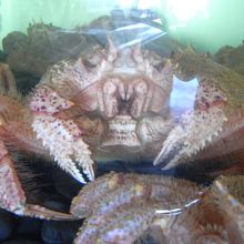 水槽にカニがいました。