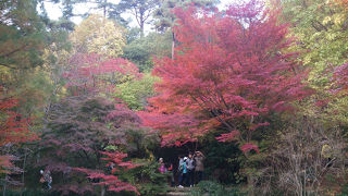 紅葉がきれいでした