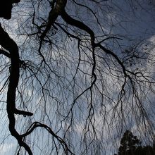 天然記念物のイトザクラ。