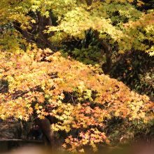 紅葉が見事でした。