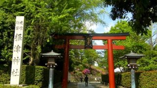 ツツジが美しい