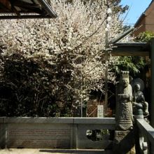 梅の花が咲いていました