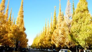 黄色のじゅうたん