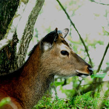 塔ノ岳で見たシカ