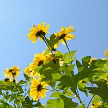 皇帝ひまわり By ひな 半田山植物園のクチコミ フォートラベル