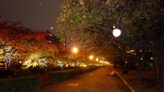 桜の季節がいいですが、紅葉の季節もなかなかおすすめ