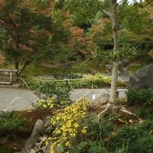 入口付近のツワブキの花