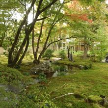 苔と、色づき始めたモミジ