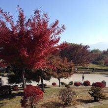 公園の紅葉が見頃でした